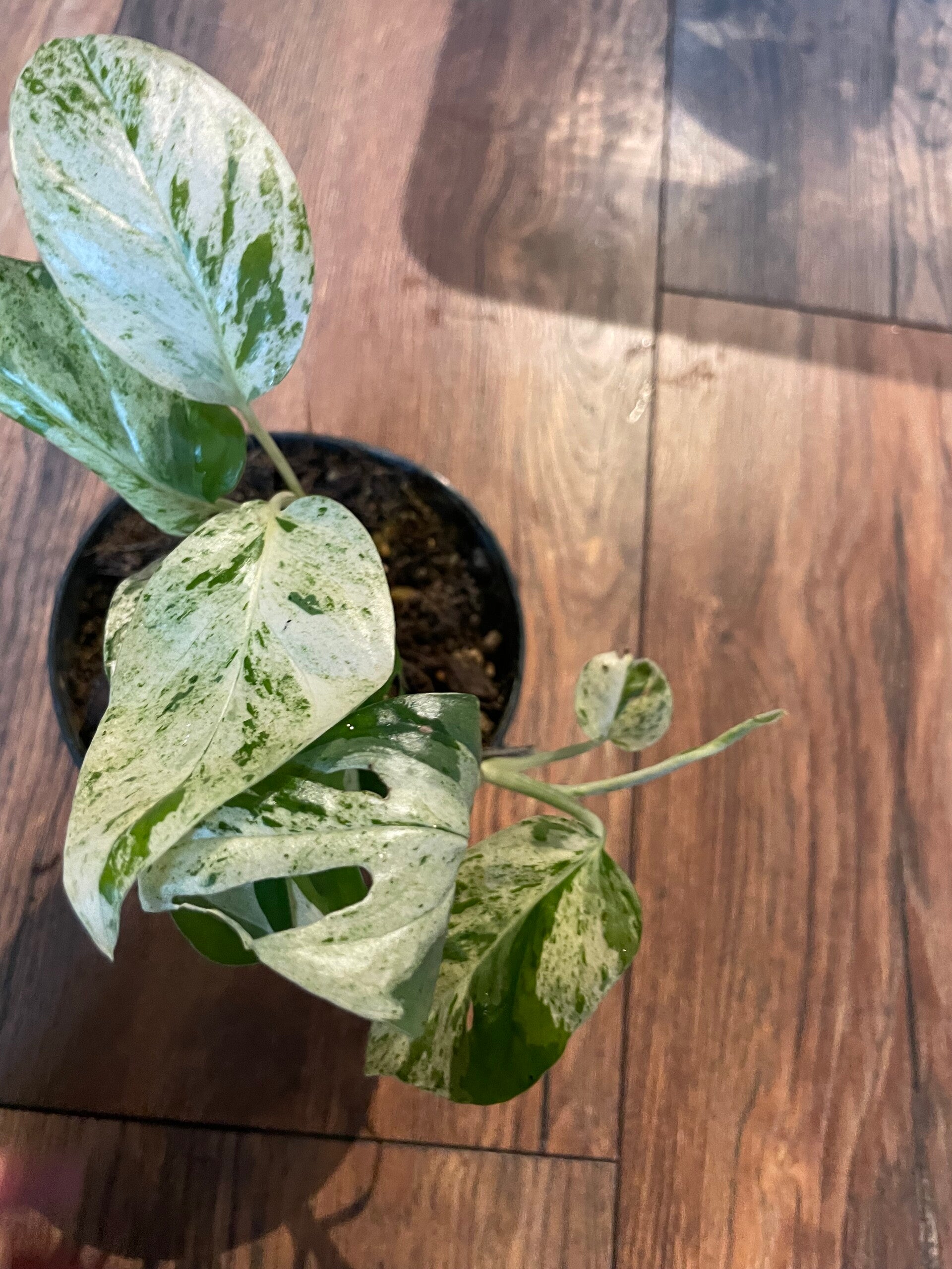 Epipremnum Pinnatum Marble Variagata 6