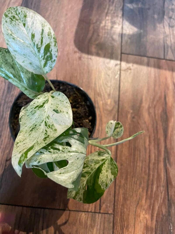 Epipremnum Pinnatum Marble Variagata 6