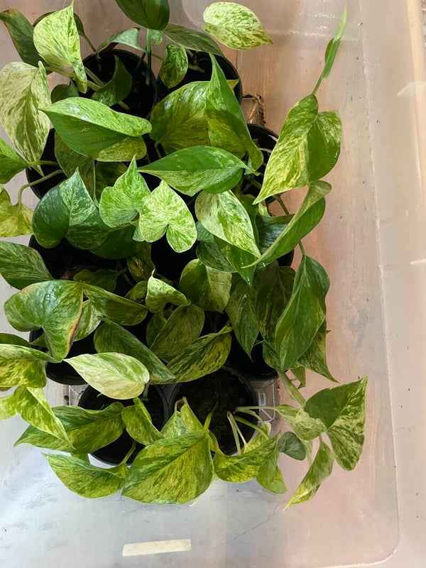 epipremnum marble queen