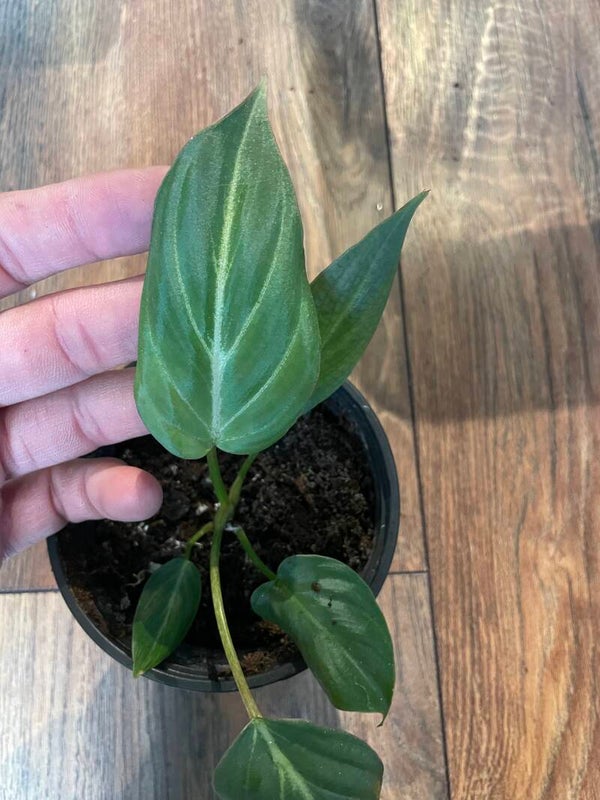 Philodendron Gloriosum 1
