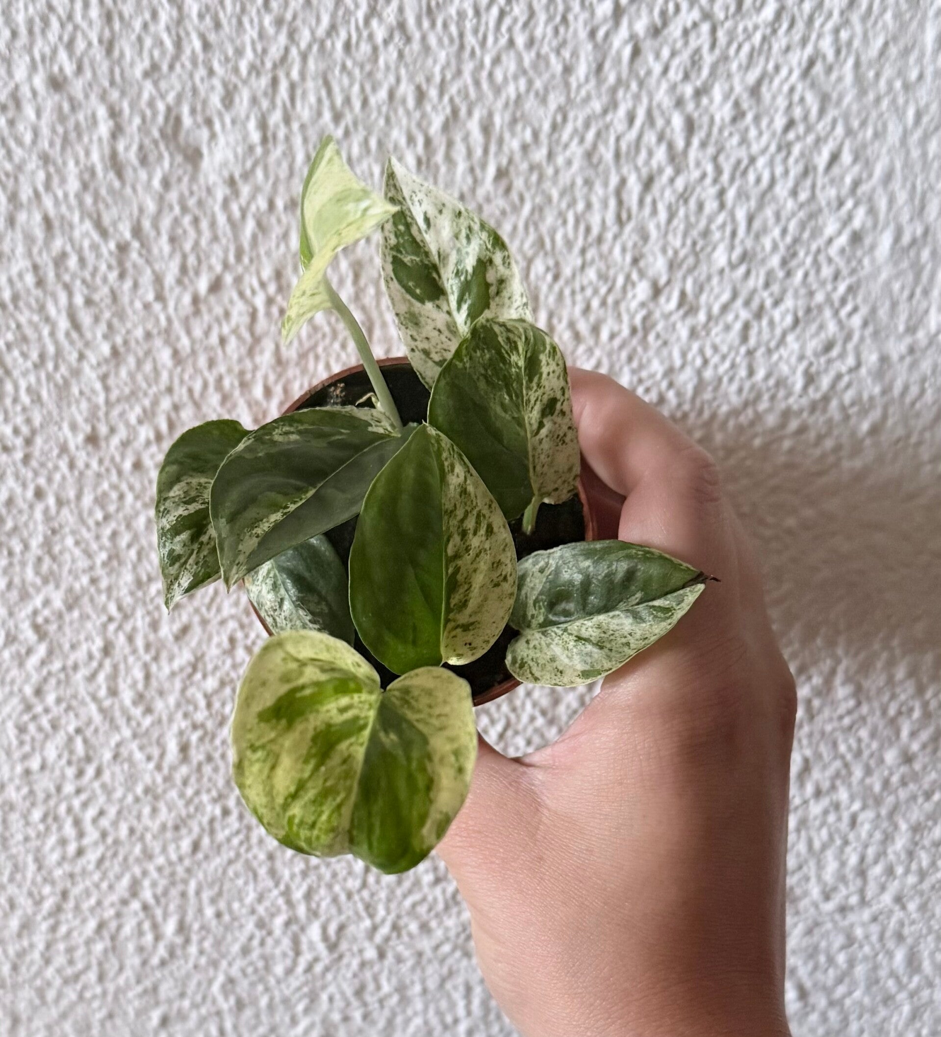 Epipremnum pinnatum marble stekje