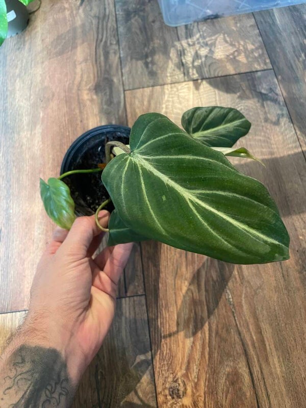 Philodendron Gloriosum 2