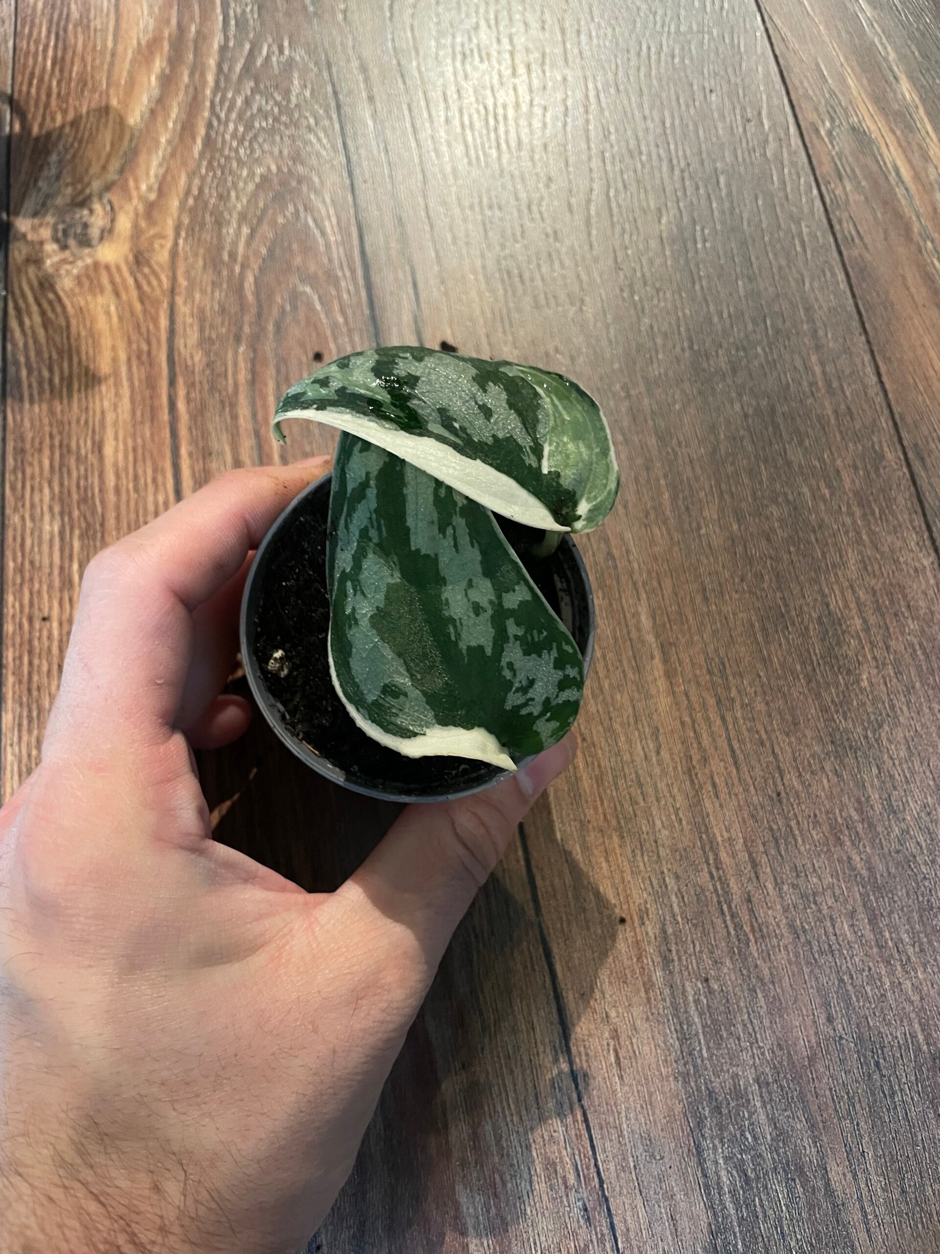 Scindapsus Mayari Variegata 1