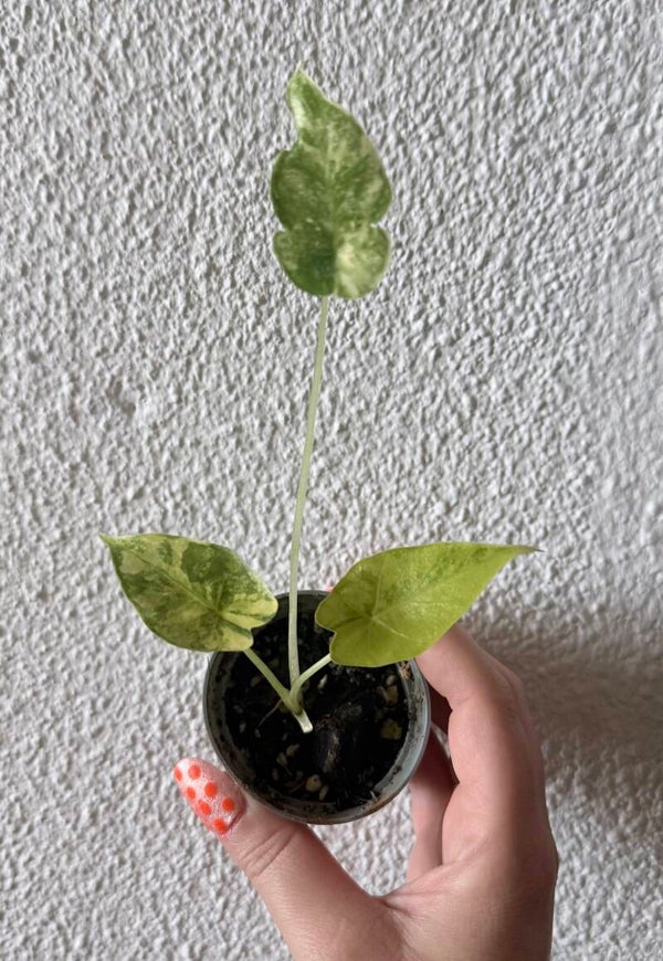 Alocasia batik stekje 2