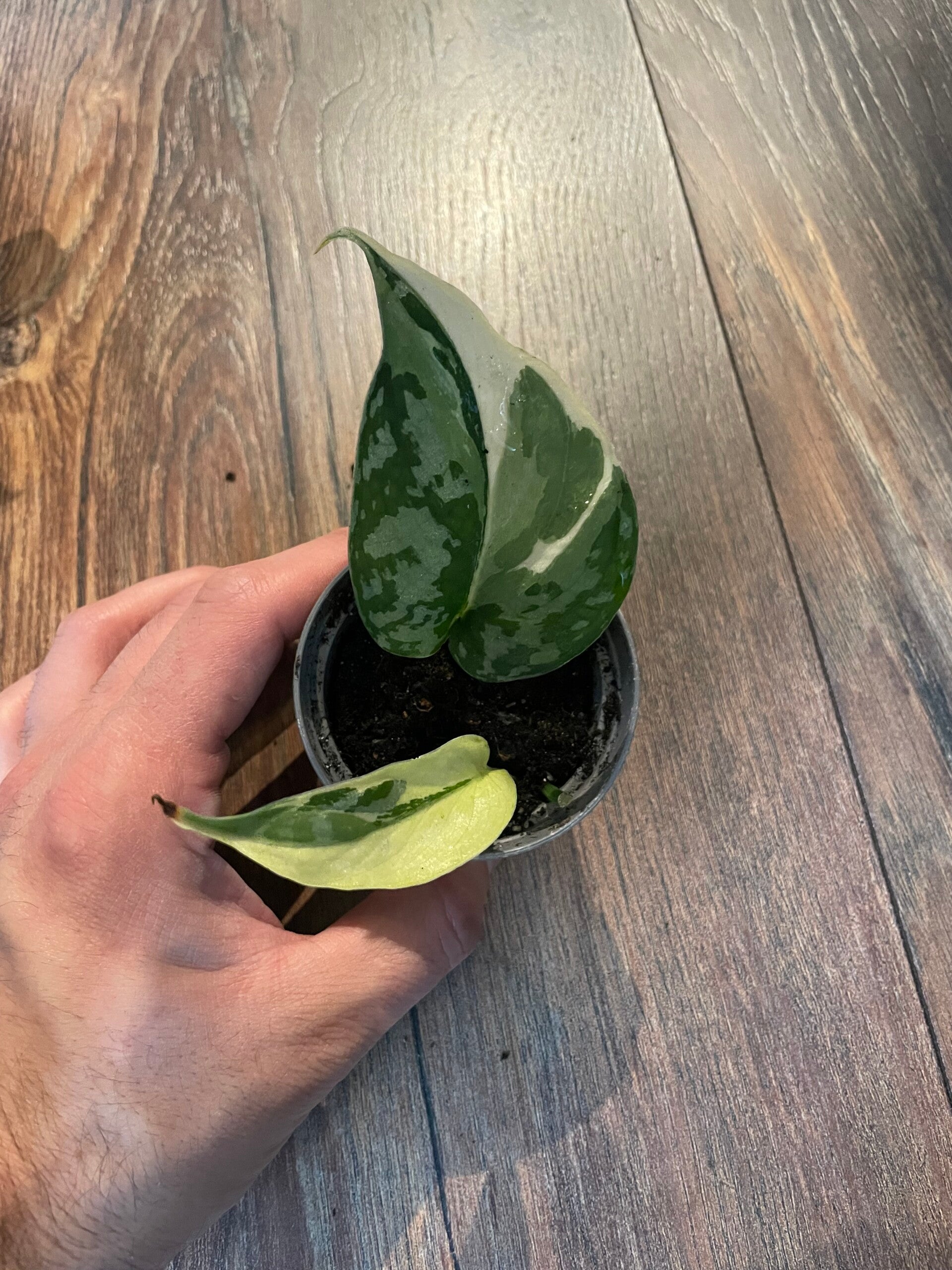 Scindapsus Mayari Variegata 2