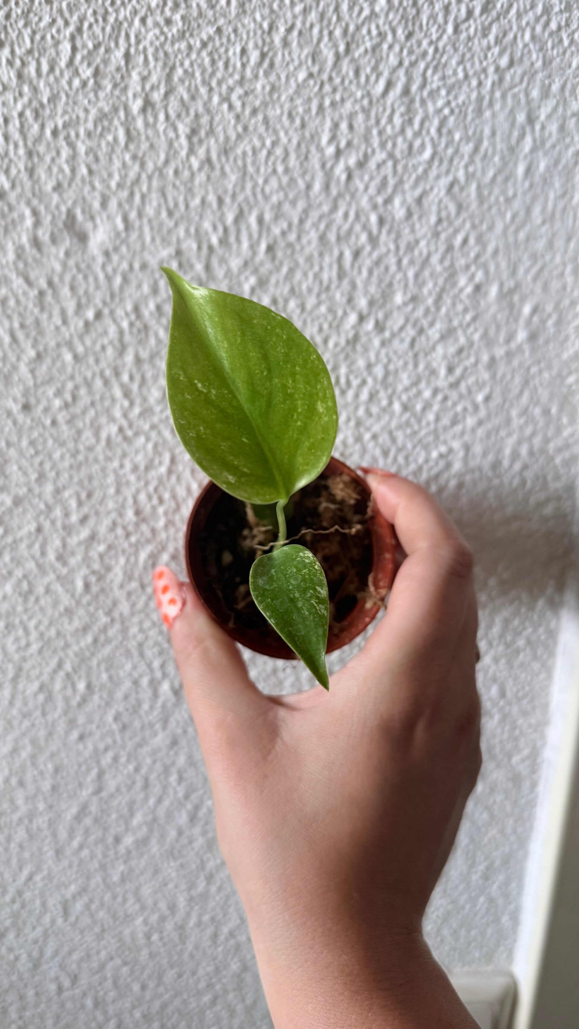 Monstera White Monster TC-plantje