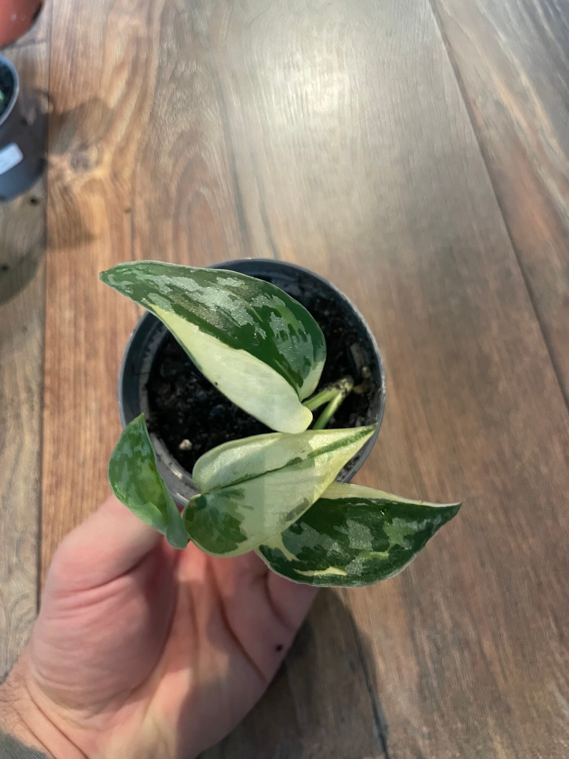 Scindapsus Mayari Variegata 3