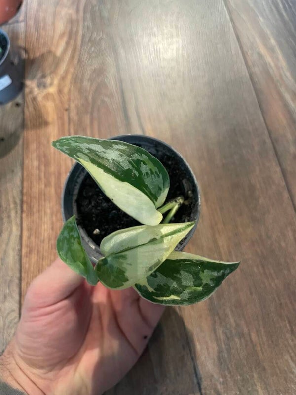 Scindapsus Mayari Variegata 3