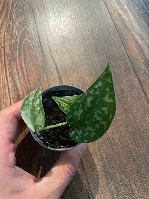Scindapsus Mayari Variegata 4