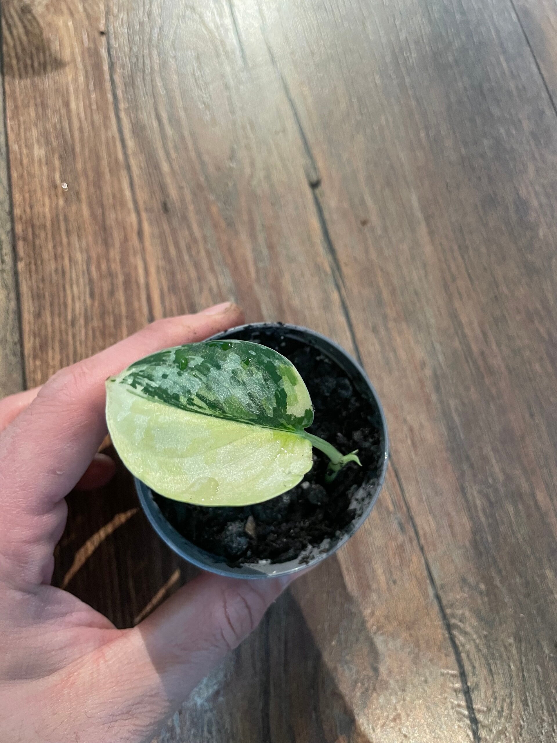 Scindapsus Mayari Variegata 5