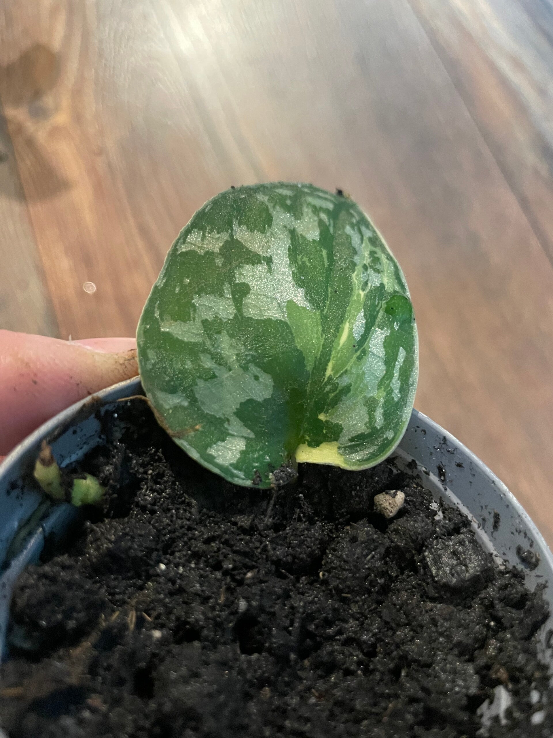 Scindapsus Mayari Variegata 6
