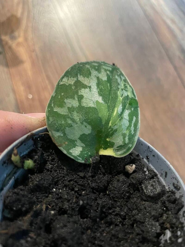 Scindapsus Mayari Variegata 6