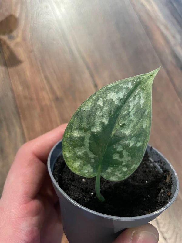 Scindapsus Mayari Variegata 7