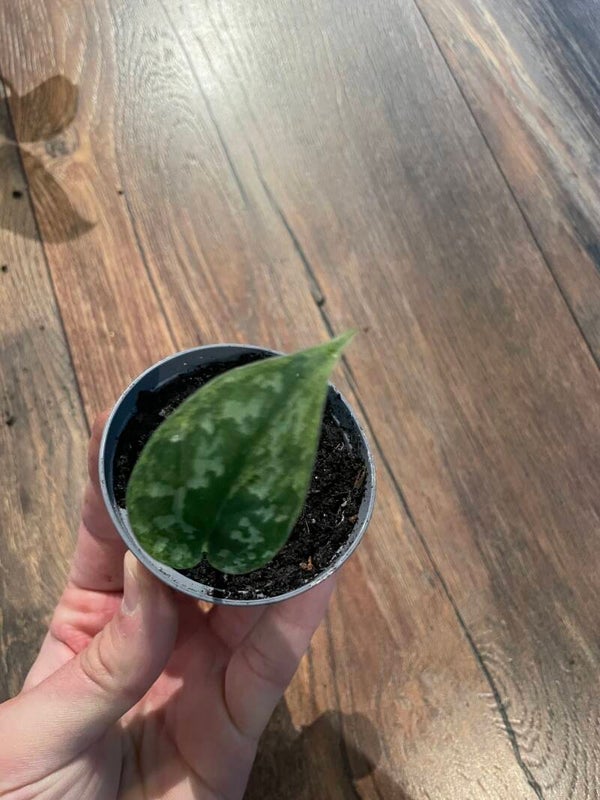 Scindapsus Mayari Variegata 8