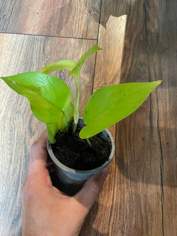 Philodendron Neon 1