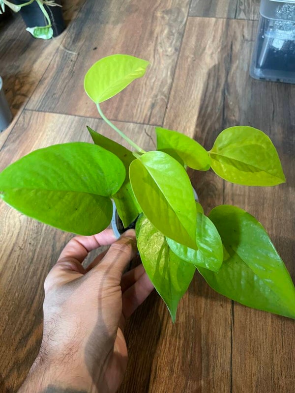 Philodendron Neon 2