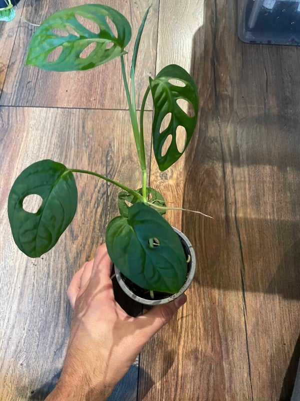Monstera Monkey Mask 1