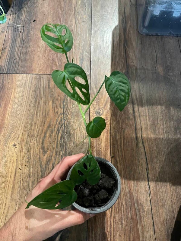 Monstera Monkey Mask 2