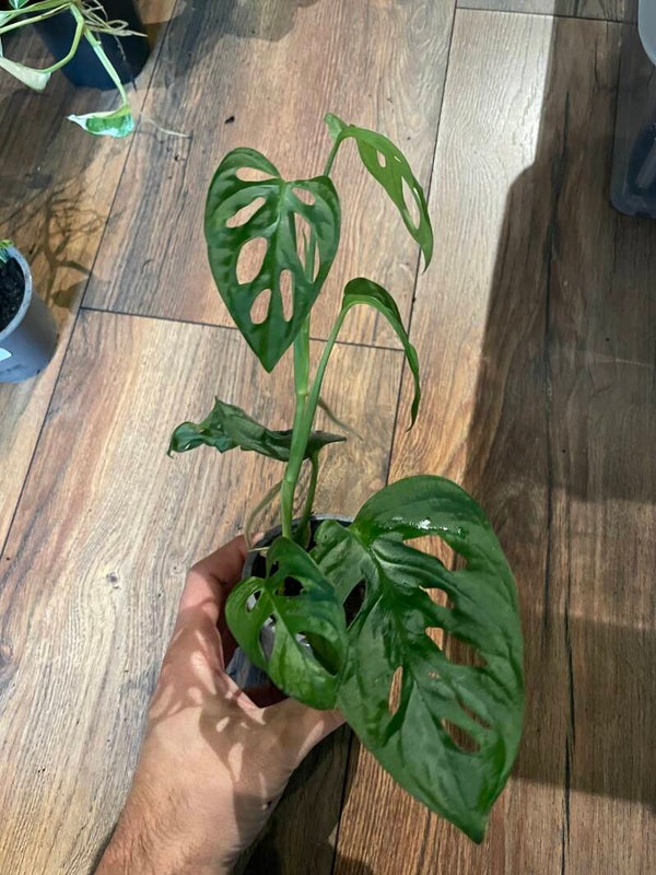 Monstera Monkey Mask 3