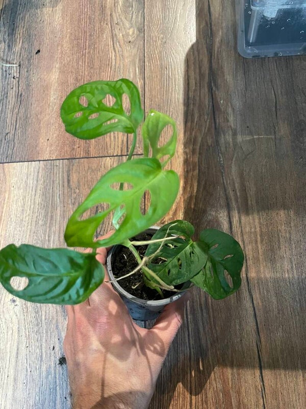 Monstera Monkey Mask 4
