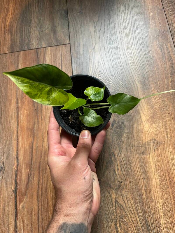 alocasia gagaena aurea