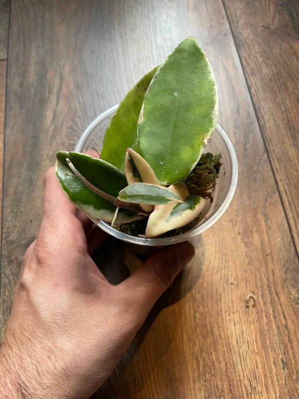 hoya Carnosa krimson queen