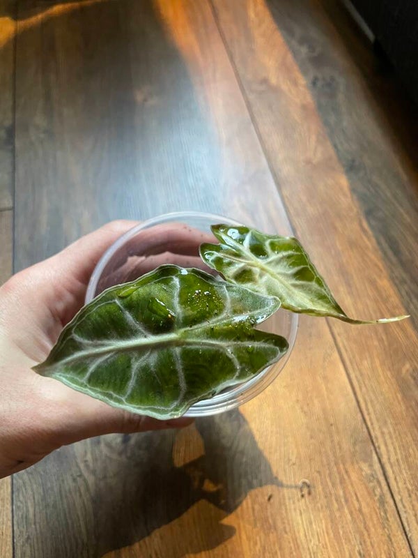 Alocasia Venom TC-plantje 1
