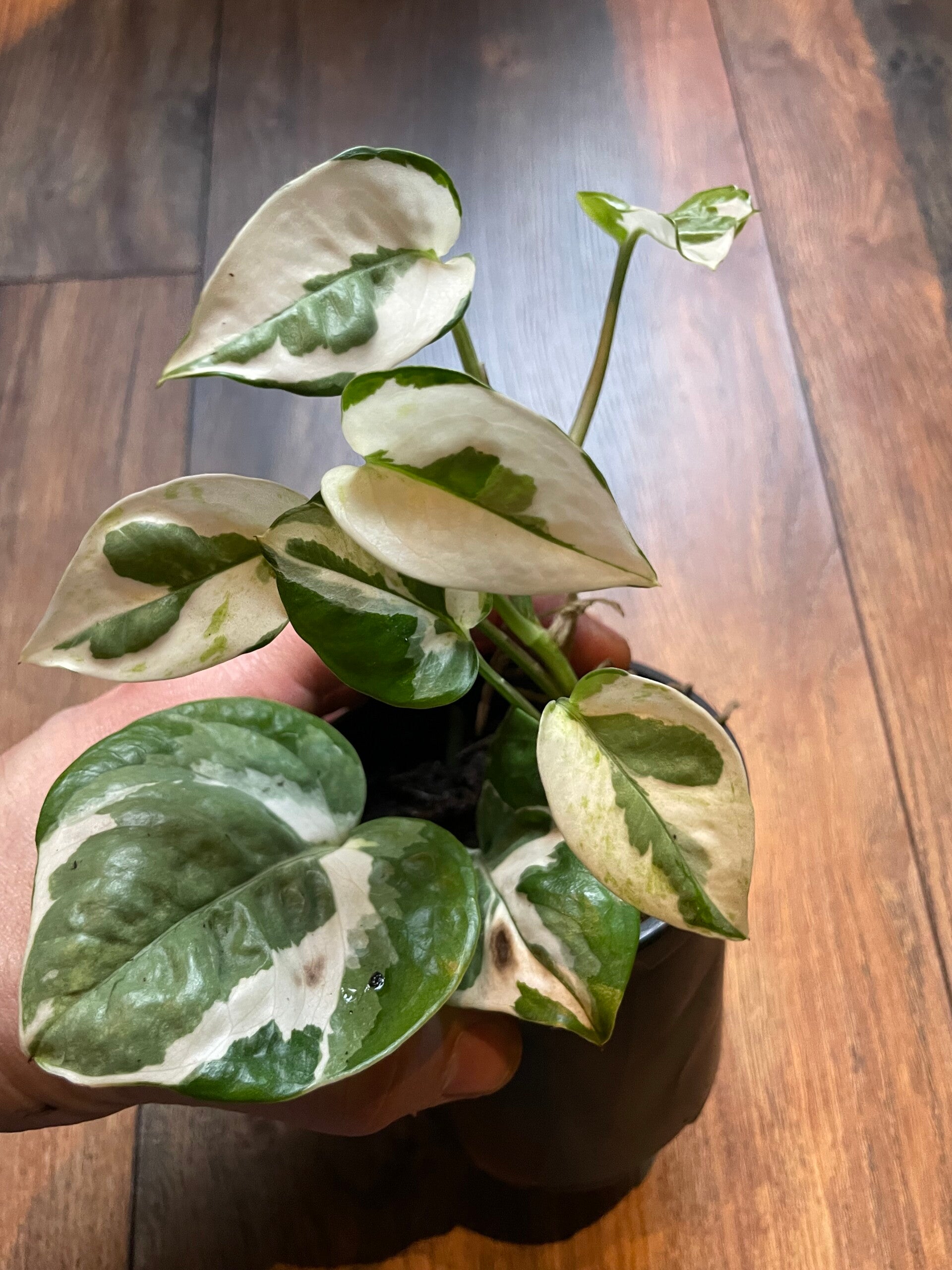 Epipremnum enjoy 1