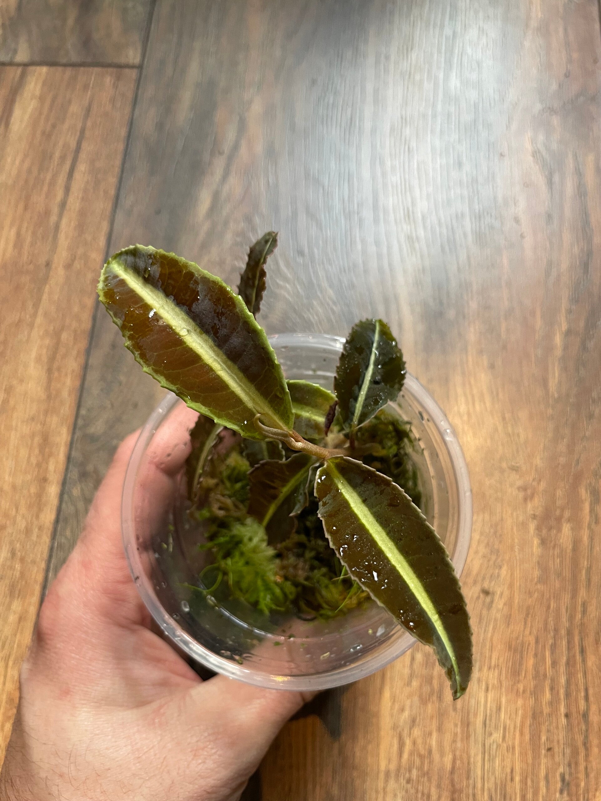 Labisia sp Jabi
