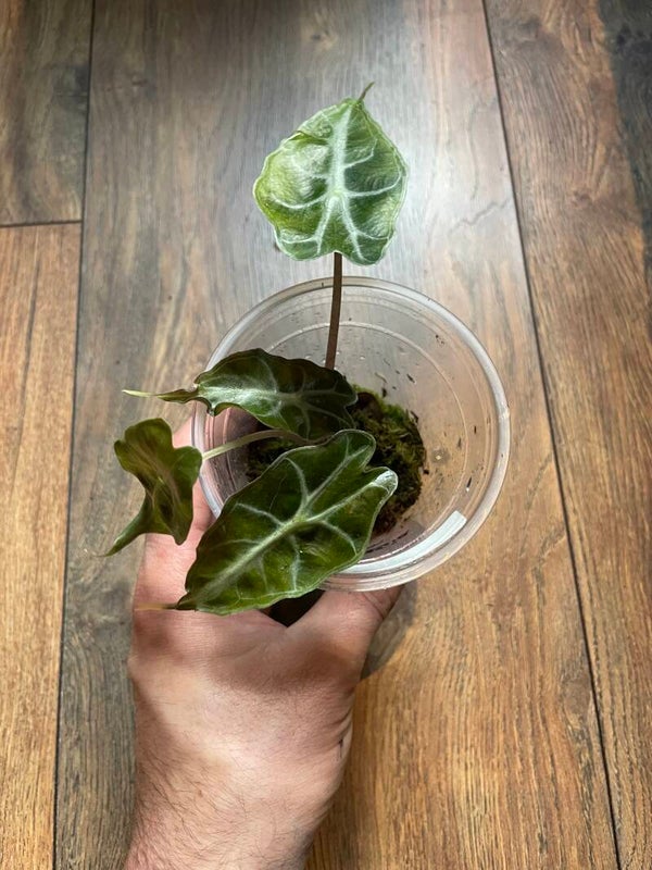 Alocasia Venom TC-plantje 2