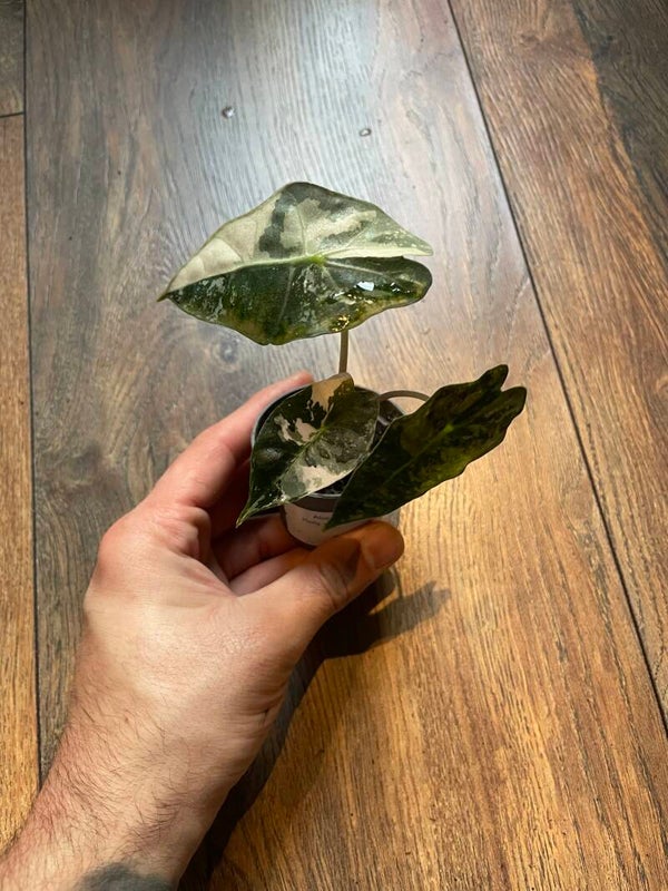 Alocasia Polly Pink