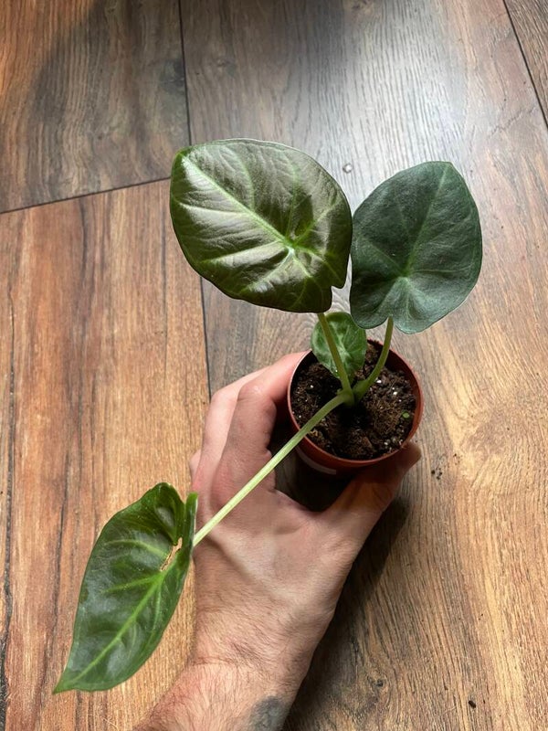 alocasia regal shield