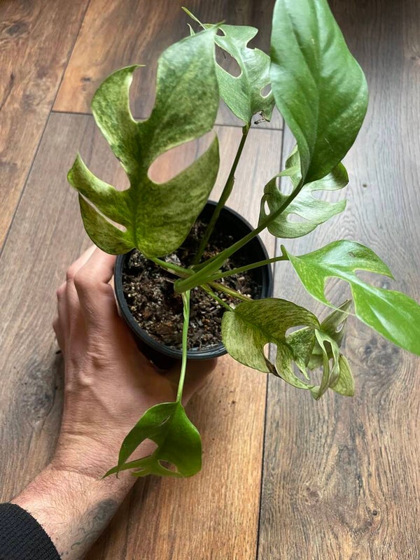 Tetrasperma Mint