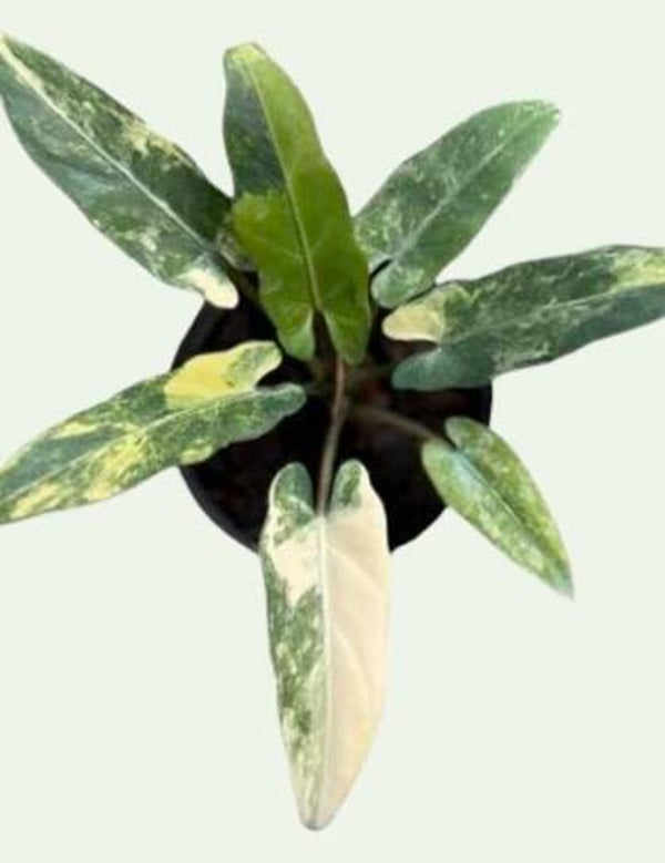 Alocasia Lauterbachia Aurea Variagata TC