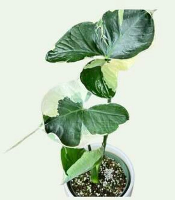 Xanthosoma Mickey Mouse Variagata TC