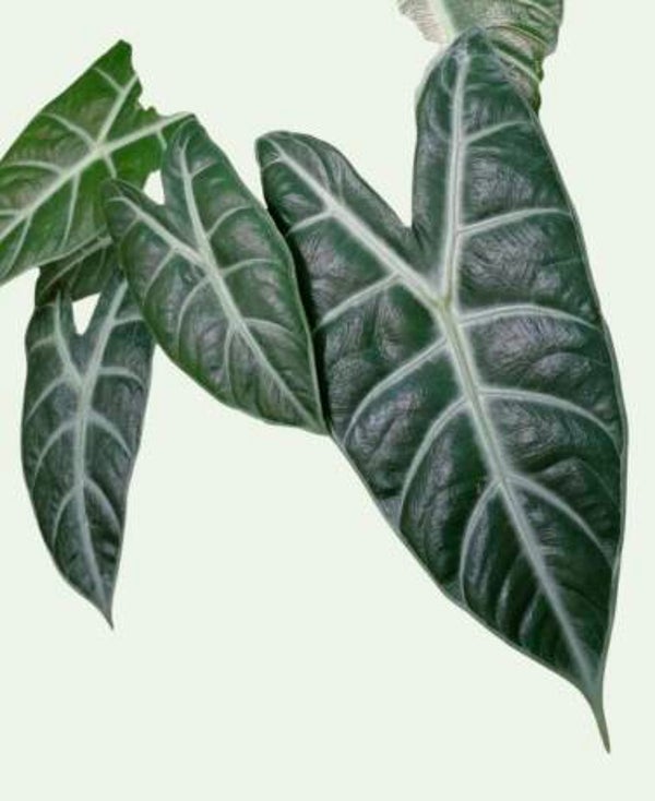Alocasia Longliba TC