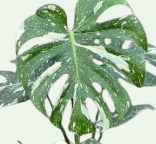 Monstera Thai Constellation TC