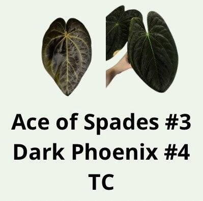 Anthurium Ace of Spades #3  Dark Phoenix #4 TC