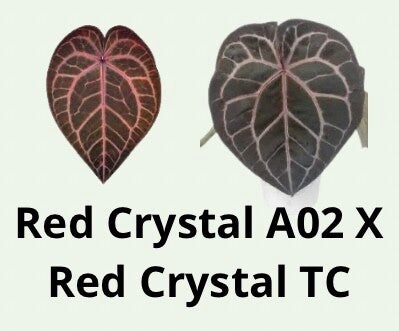 Anthurium Red Crystal A02 X Red Crystal TC