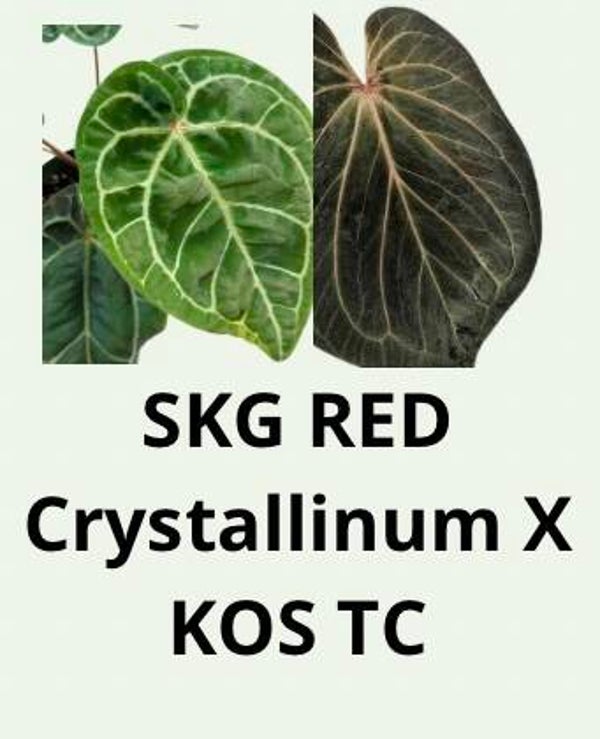 Anthurium SKG RED Crystallinum X KOS TC