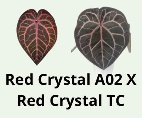 Anthurium Red Crystal A02 X Red Crystal TC