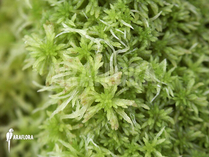 sphagnum-moss-details-5-standard.jpg