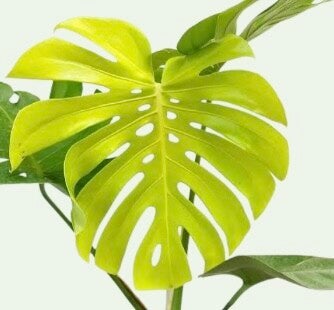 Monstera Lime LY TC (banana gold)