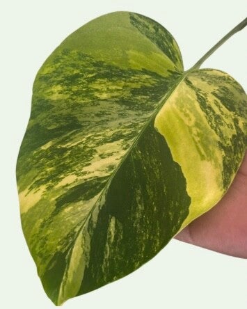 Monstera Deliciosa Aurea Variagata TC