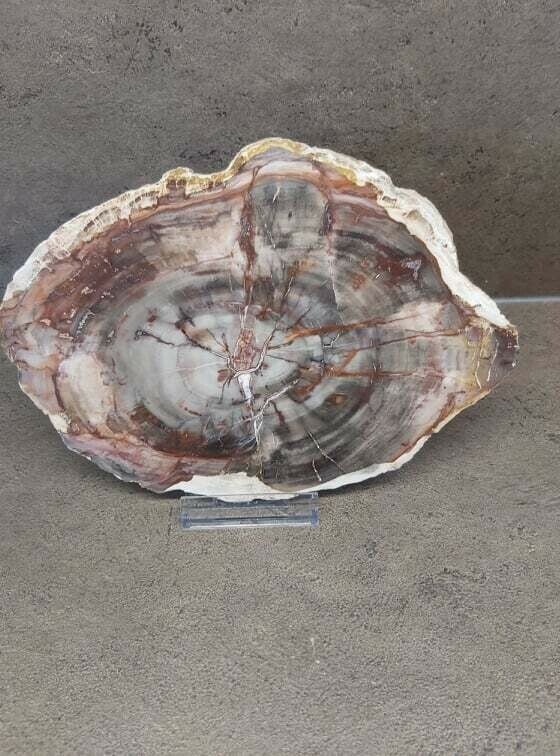 Versteend hout platte schijf 340 gr