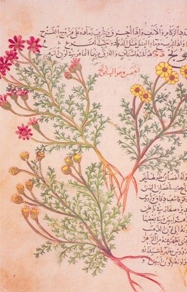 Page enluminée du traité de pharmacologie d’al-Ghāfiqī, XIIIe siècle, probablement Bagdad, Irak