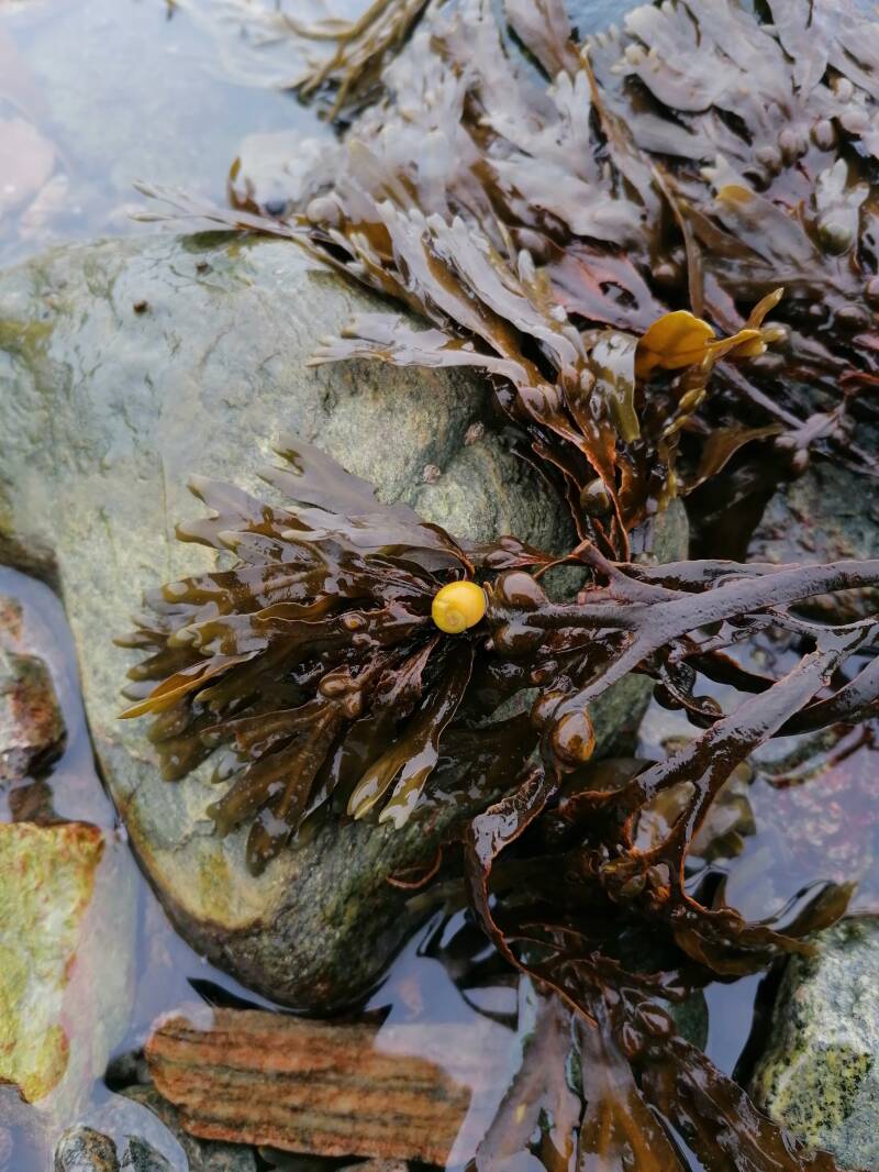 blaasier zeewier van de Lofoten