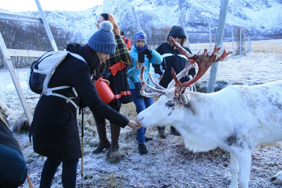 rendieren vesterålen