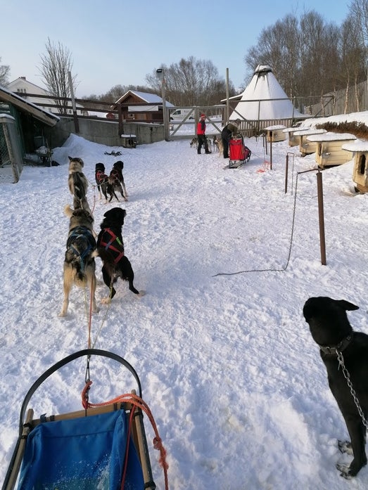 Sledehonder staan klaar om te vertrekken voor huskysafari van Byzondere Reizen op de Vesterålen