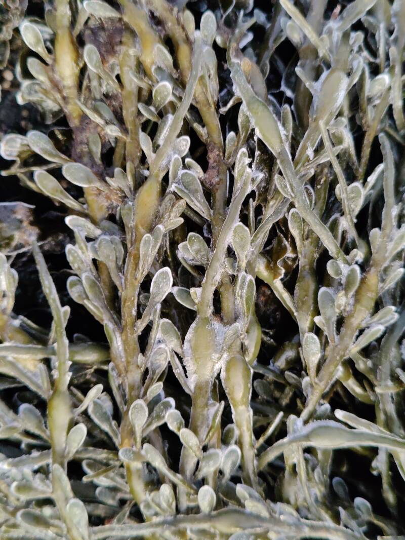 Knotswier, zeewier van de Lofoten